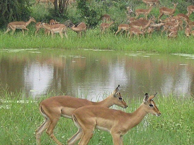 deer in grass next to a pond