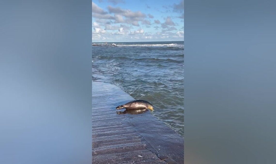 Moment orphaned seal pup ‘swims free’ as he’s released back into ocean | News