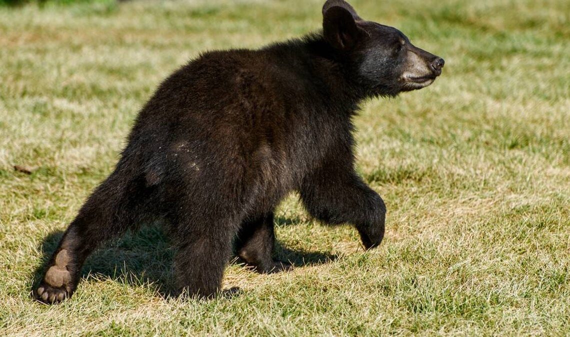 National park partly shutters after visitors try to hold bear cub