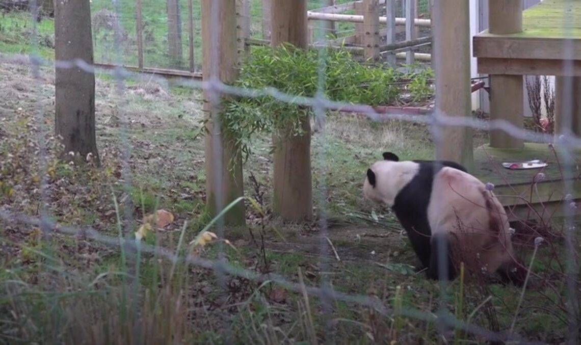 Scotland’s only two pandas bid sad farewell to zoo after 12 year stay | News