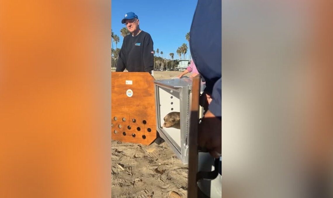 Sea lions Holly and Joy travel home for Christmas | News