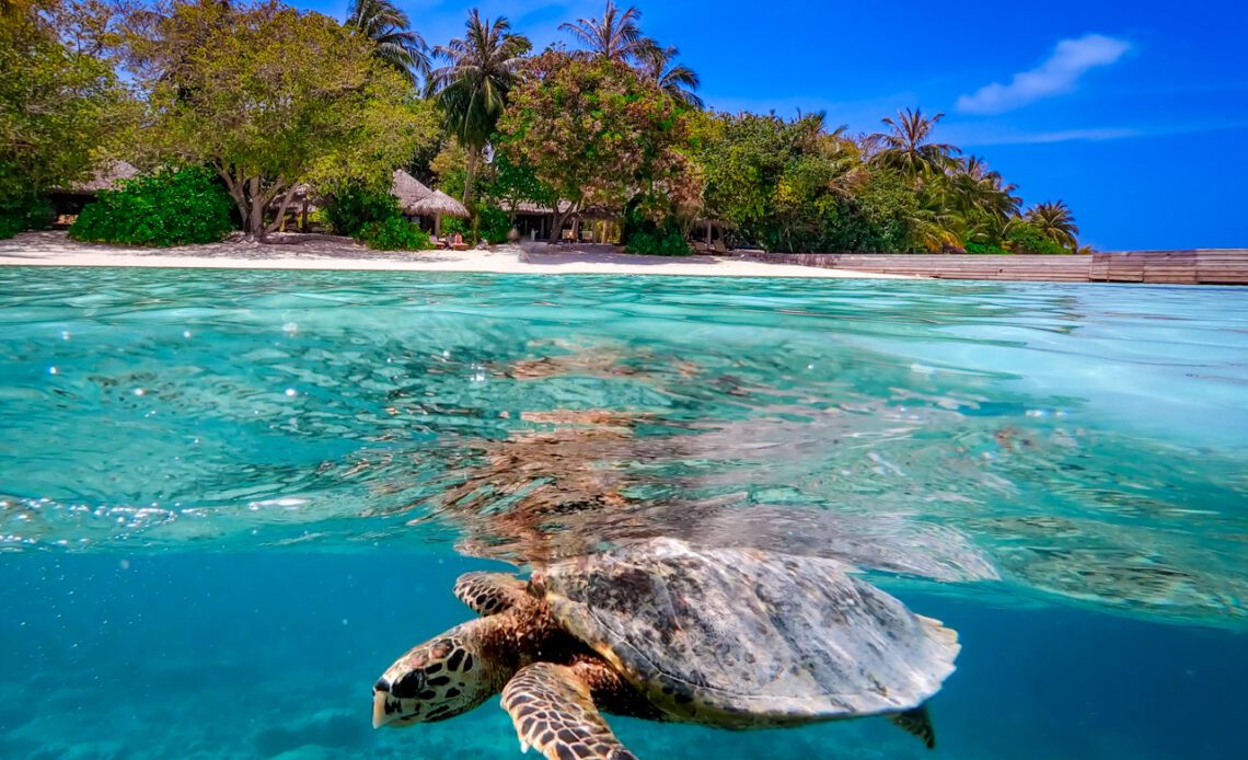 A turtle seen while snorkelling Baros Reef Maldives