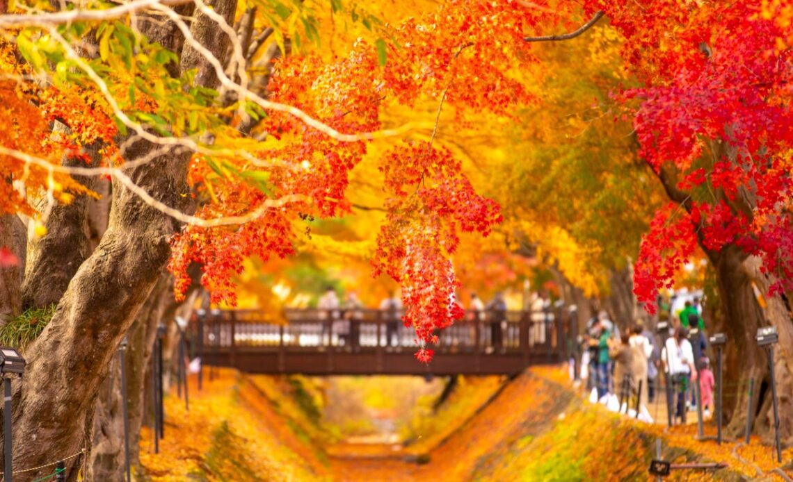 Swap spring cherry blossom for autumn leaves for the most Insta-worthy Japan holiday