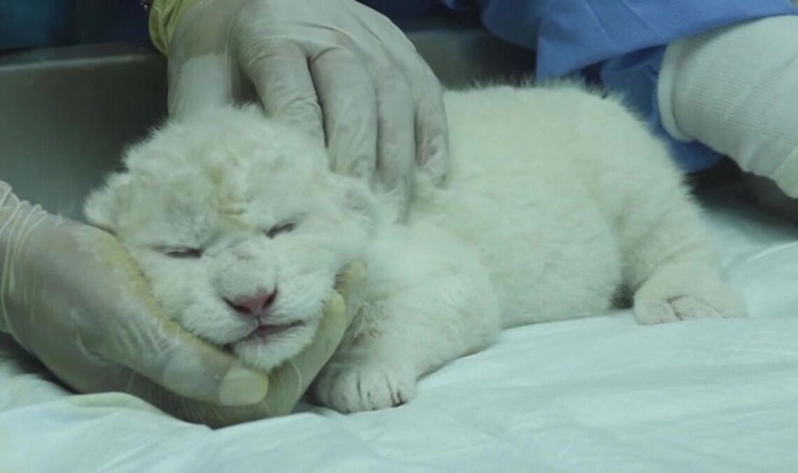 White lion cubs born in Venezuela with less than 200 left in the world | News