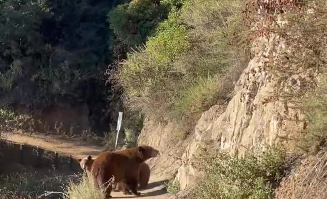 Woman roars at mother bear and cubs in close encounter | Lifestyle