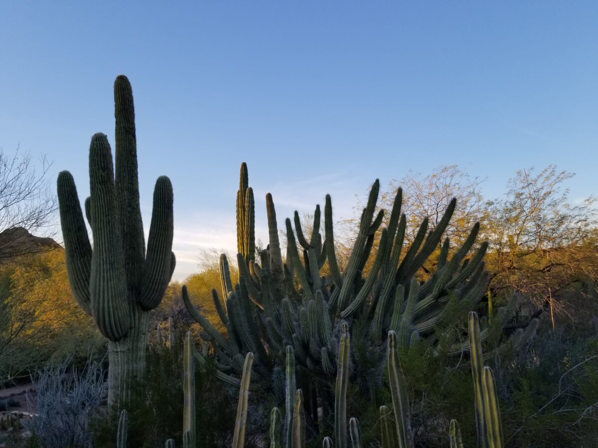 Plants in Desert Botanical Gardens