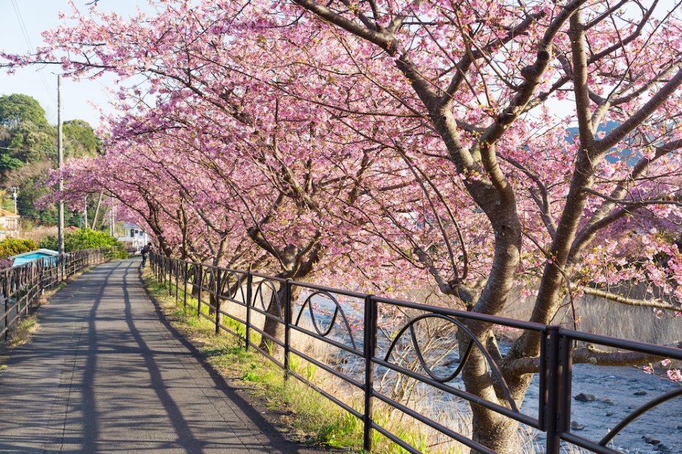 Sakura flower tree