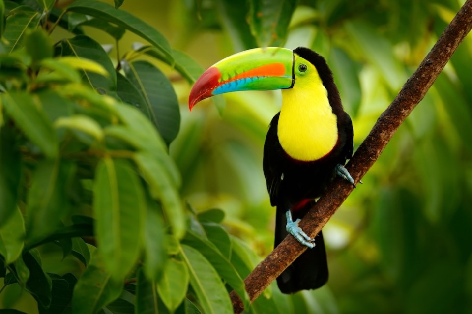 Keel-billed Toucan, Ramphastos sulfuratus, bird with big bill. Toucan sitting on the branch in the forest, Boca Tapada, green vegetation, Costa Rica