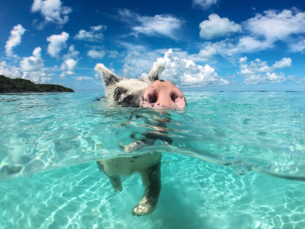 Pig swimming in clear blue water in The Bahamas