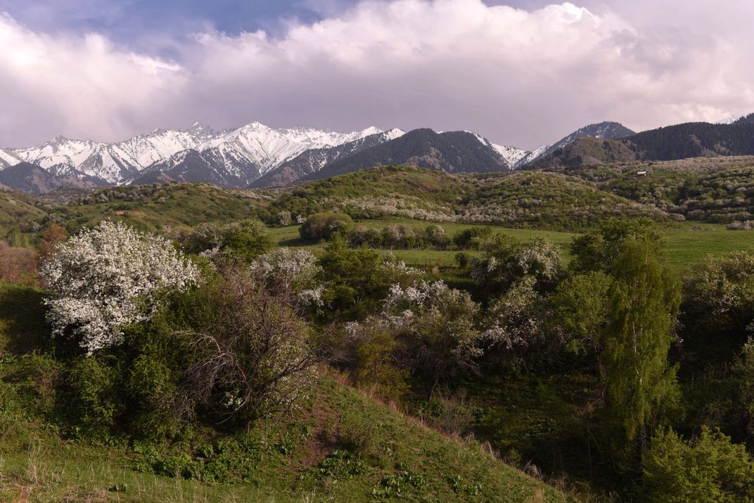 Blossoming apple trees in Kazakhstan