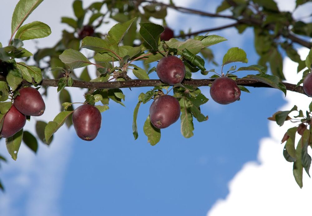 Malus sieversii