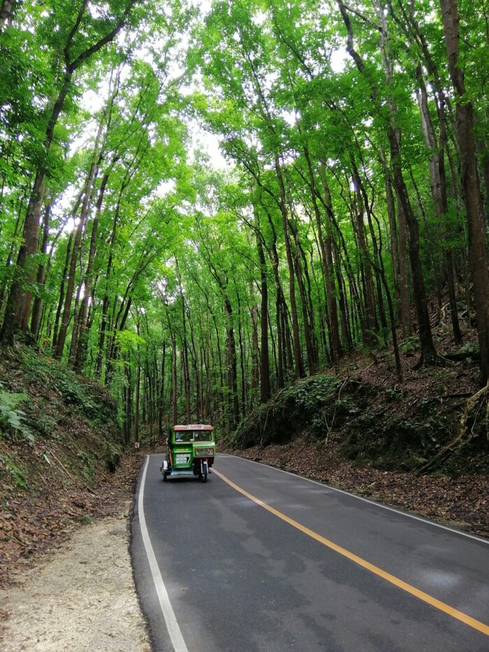 Mahogany Forest in Bilar Bohol