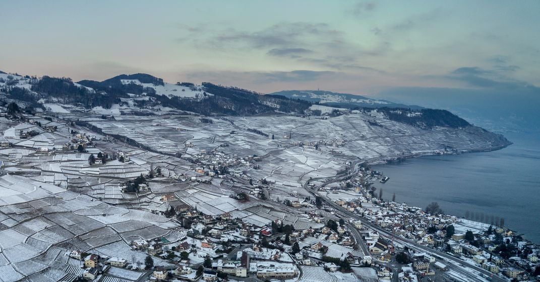 a snow-covered vineyard