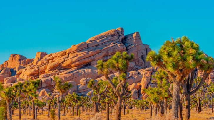 Joshua Trees fill a desert meadow in front of dramatic layered rocks in Joshua Tree National Park