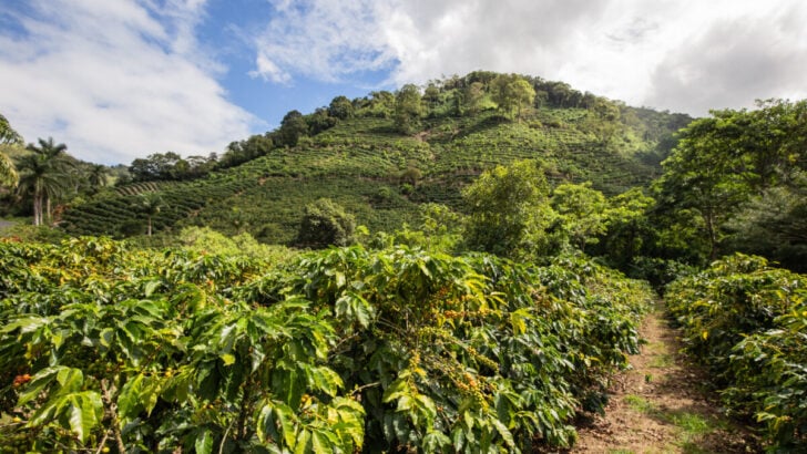 Coffee plantation in Costa Rica