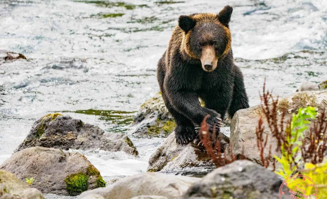 ussuri brown bear in 9 day far east hokkaido itinerary