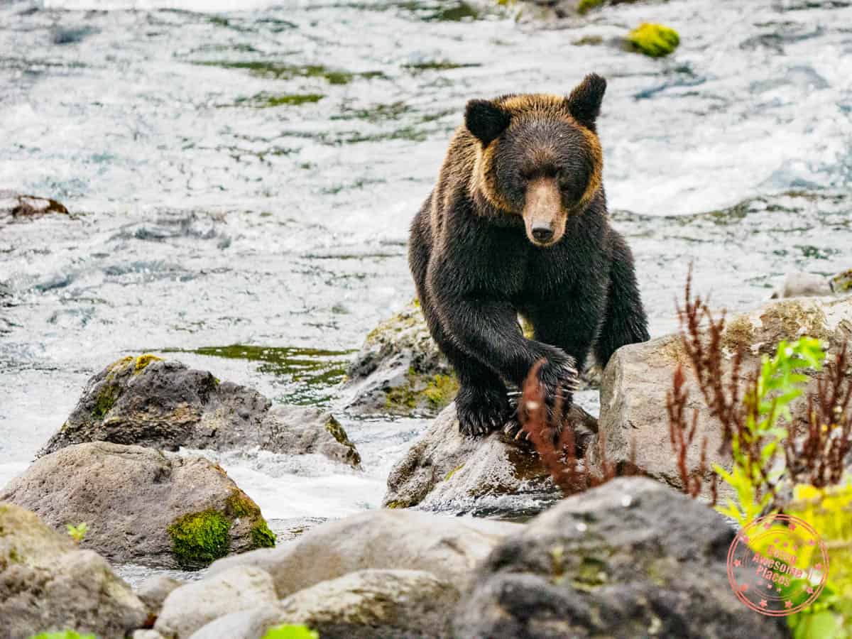 ussuri brown bear in 9 day far east hokkaido itinerary