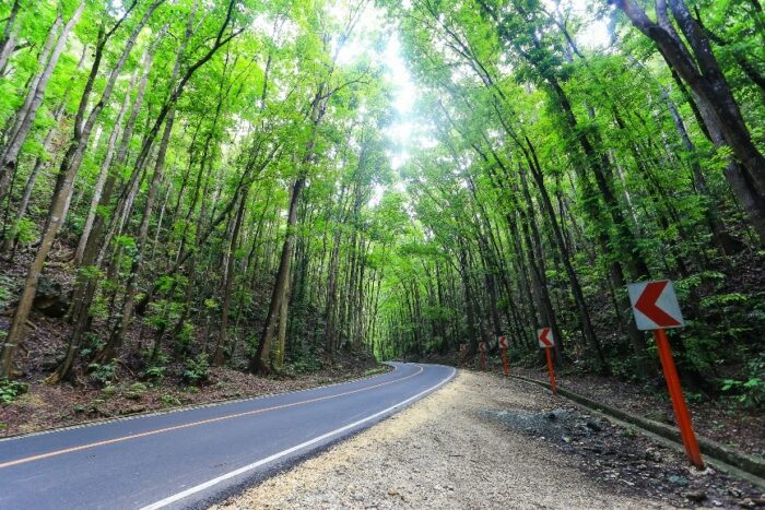 A favorite stop-over for tourists in Bohol, the Bilar Man-made Forest.