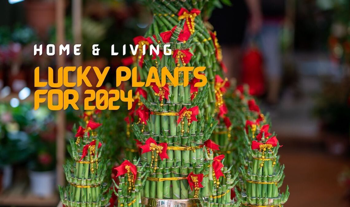 Lucky Plants for 2024 - Year of the Wood Dragon: Boost Your Fortune with These Green Allies