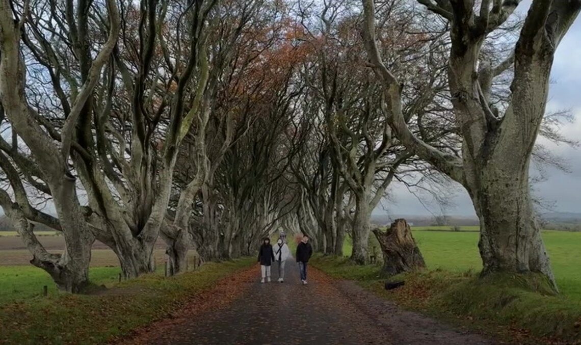 Trees made famous by Game Of Thrones ‘could disappear within 15 years’ | News