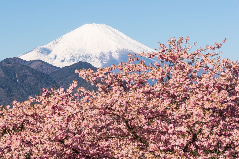 Kawazu Sakara and Mountain Fuji in spring season