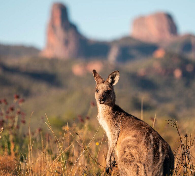 Kangaroo soaking up the morning sun at Warrumbungle National Park