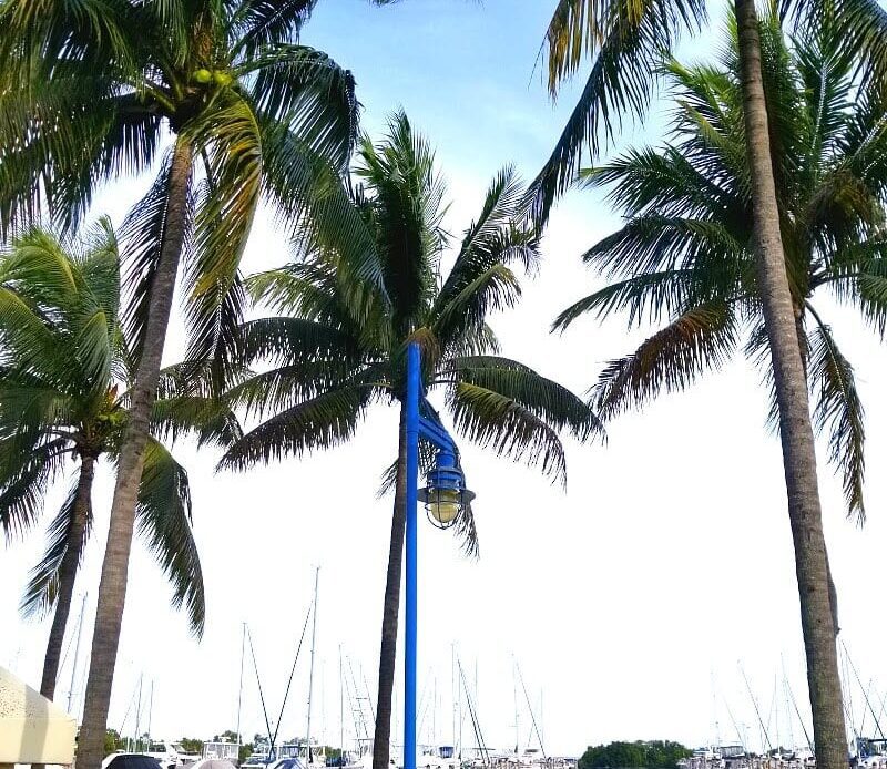palm trees beside boardwalk Coconut Grove, Miami, Florida