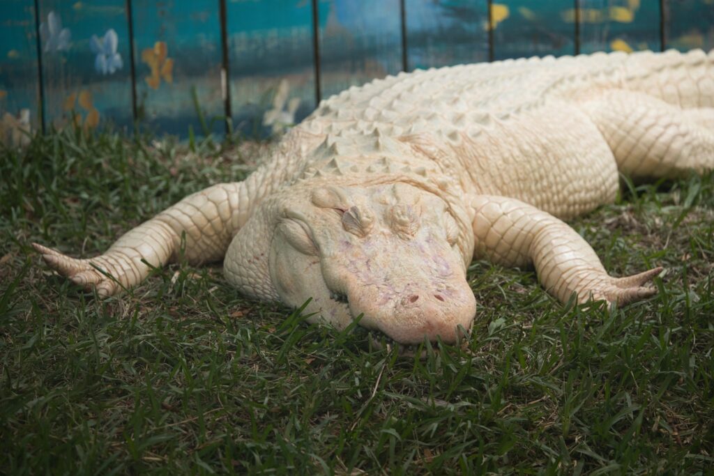 Seeing an albino alligator at Gatorland is one of the most unusual things you can do in Orlando, Florida (photo: David Valentine)