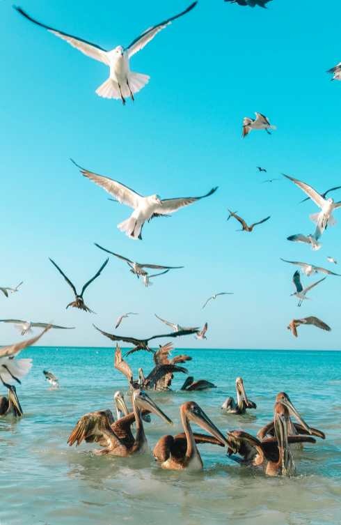 Visit Isla Holbox In Mexico Pelicans
