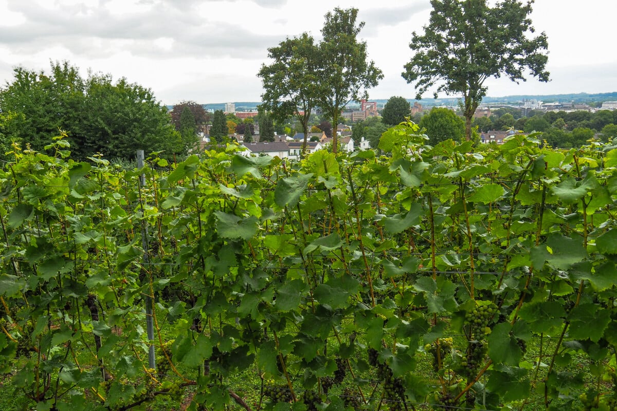 Vineyards in Maastricht, Netherlands