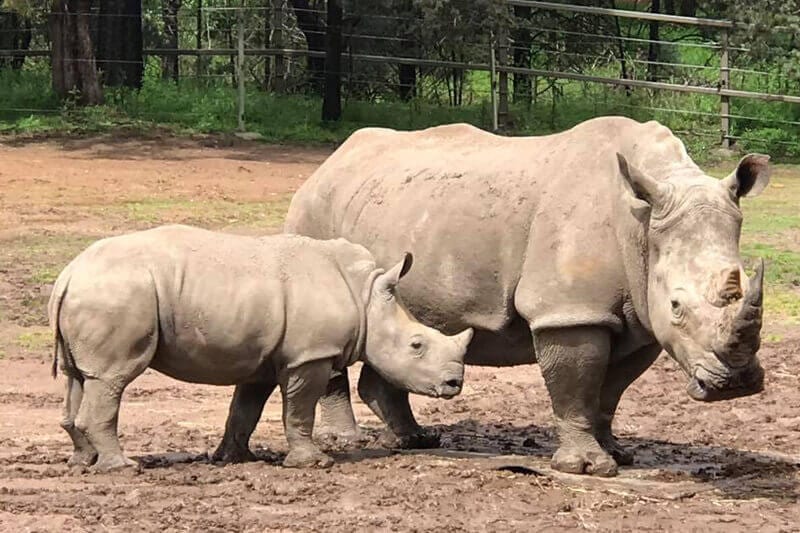 mother and baby rhino in zoo