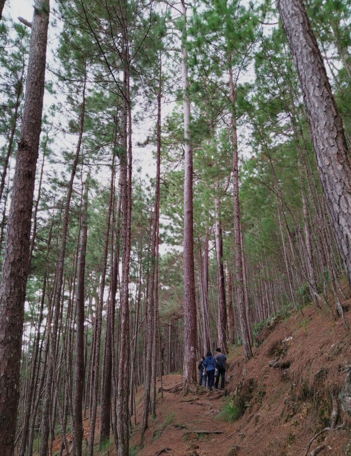 Camp John Hay Forest Trail