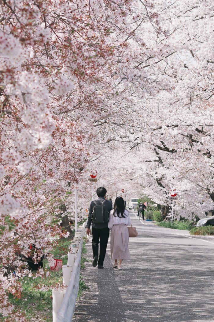 Japan Cherry Blossom Forecast 2024 photo by Amy Tran via Unsplash