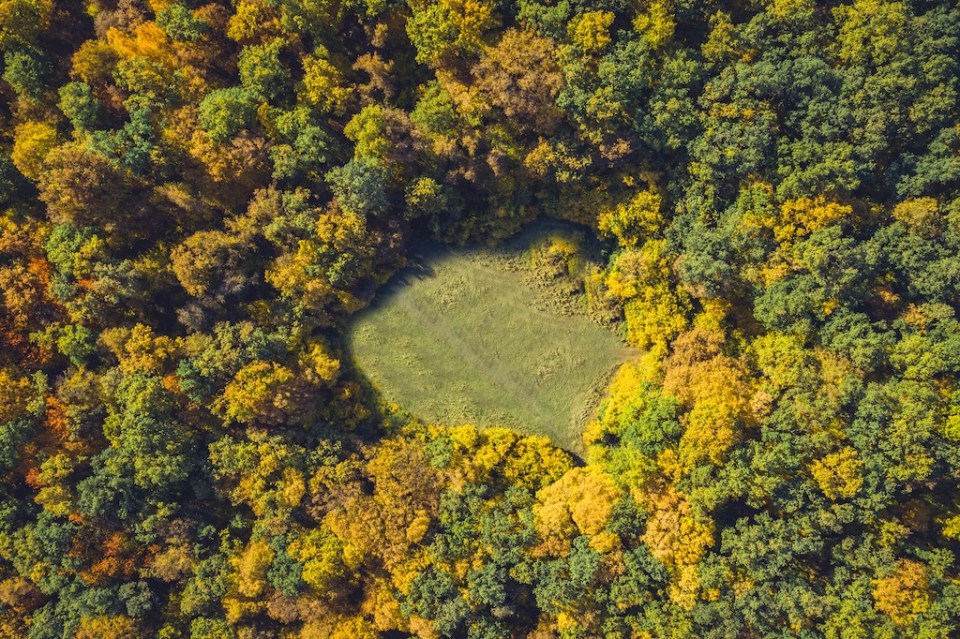 Top view of a forest clearing from a drone. Aerial shot, autumn wood, heart shaped meadow