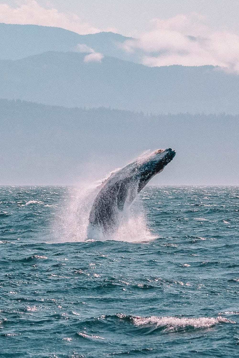 Best Things To Do In Victoria Canada Whale Watching Tour