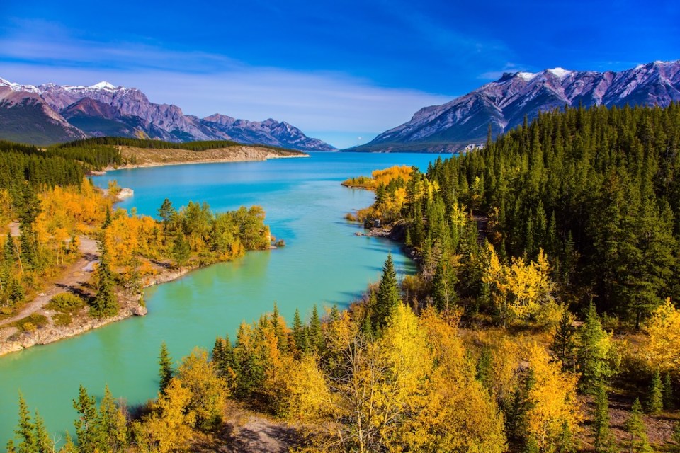 Golden Autumn in the birch and aspen groves on shores of Abraham Lake. Mountain valley in the Rocky Mountains of Canada. Concept of active, ecological and phototourism