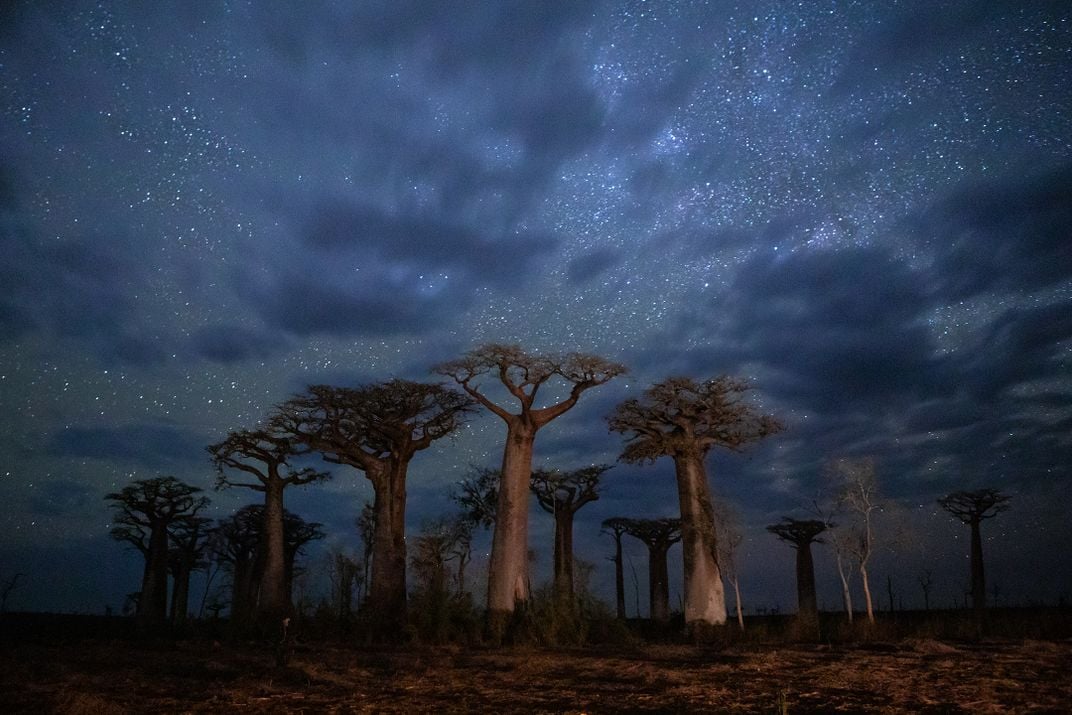 a group of Baobab trees at night in Madagascar