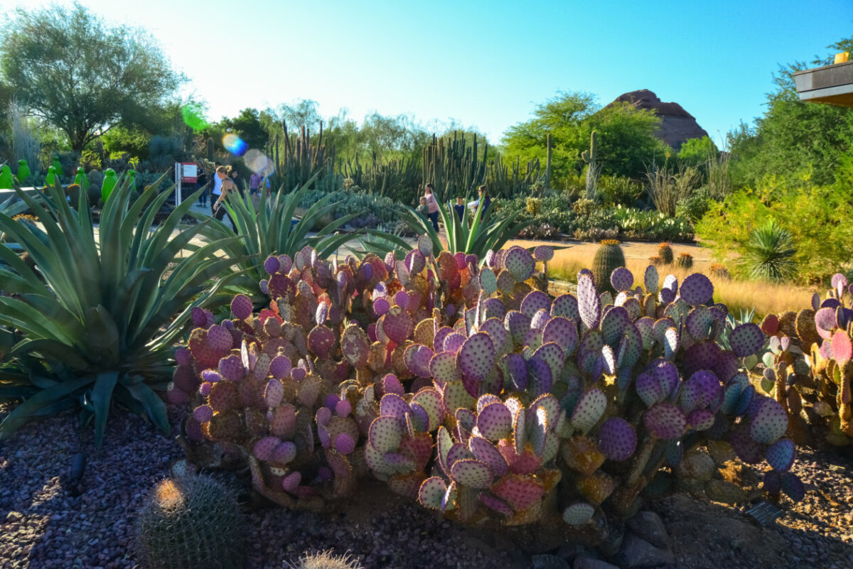Different cacti in a Desert Botanical Garden, one of the best places to visit near Phoenix, Arizona