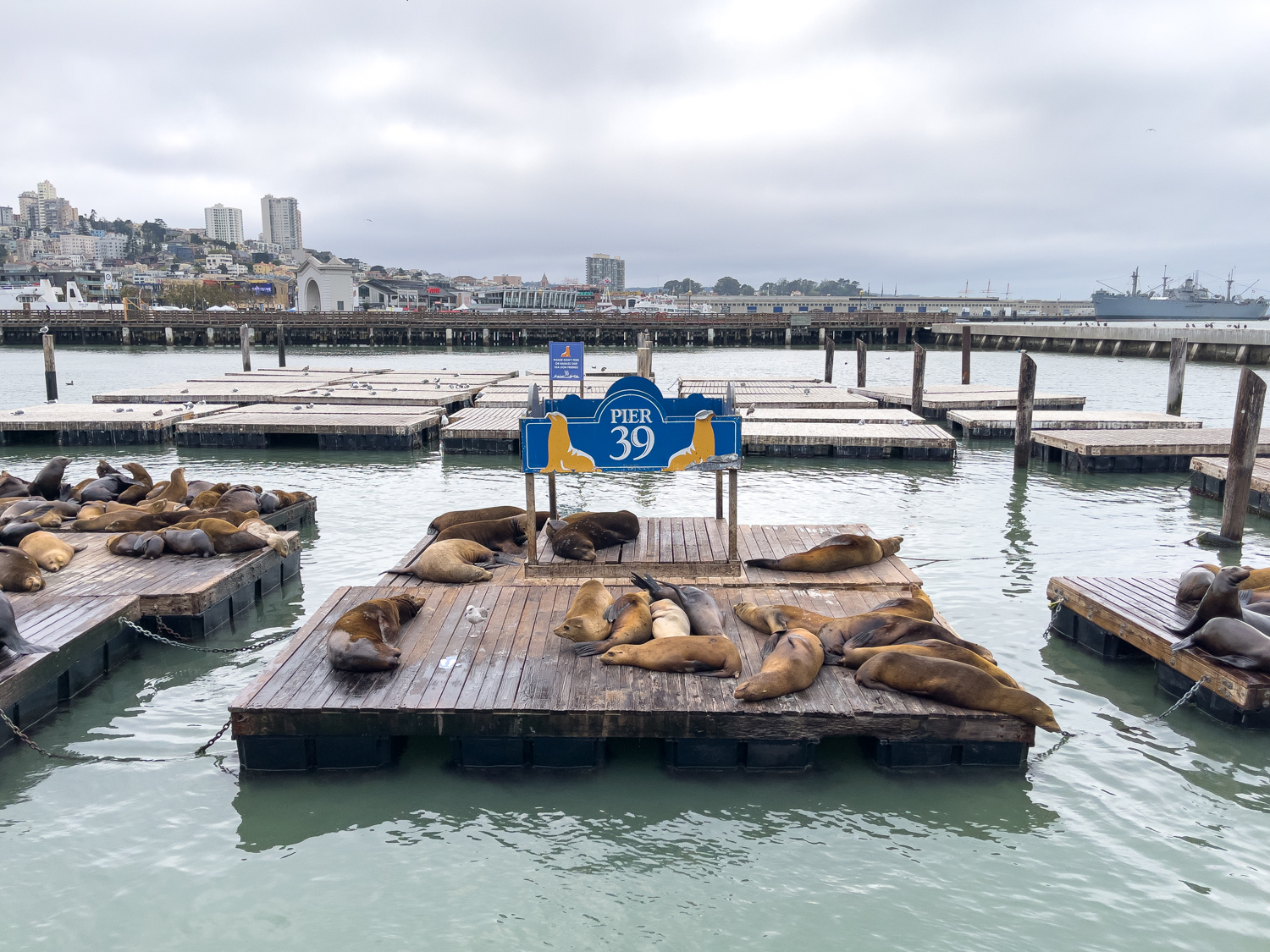 Sea lions at Pier 39 (photo: Dave Lee)