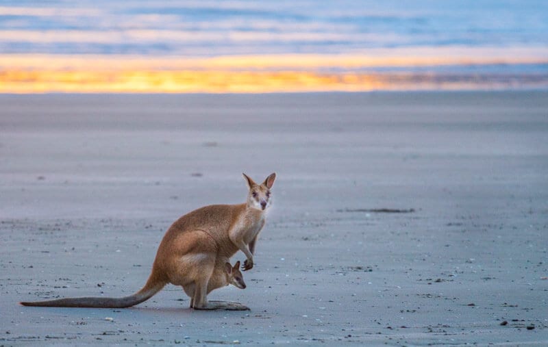 Kangaroos on the beach at Cape Hillsborough, Mackay, Queensland, Australia