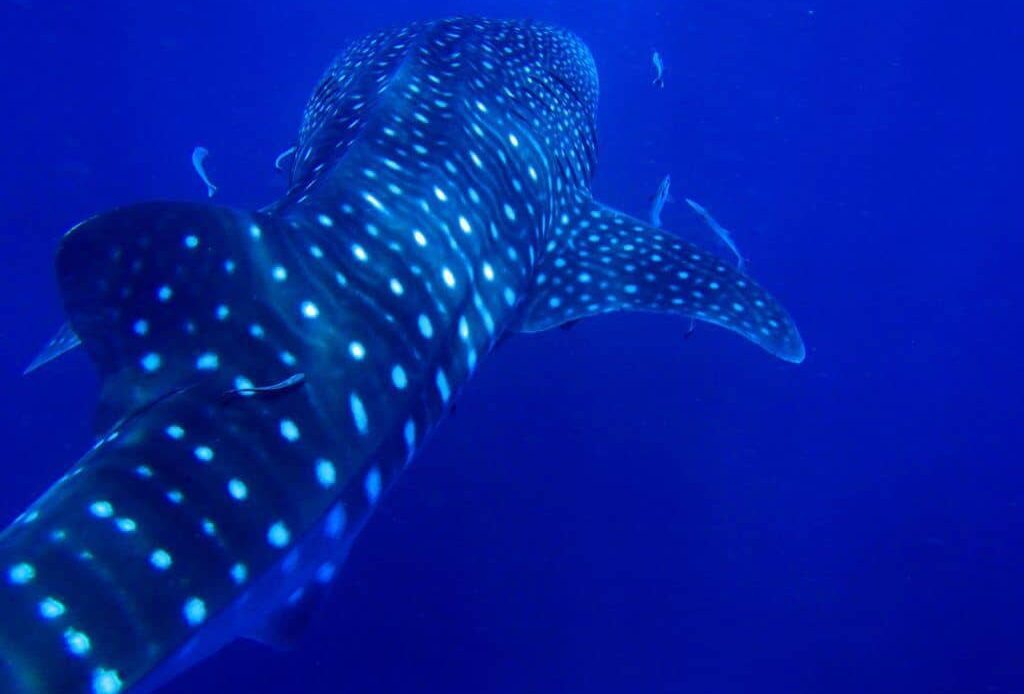 Things To Do In Okinawa Whale Sharks