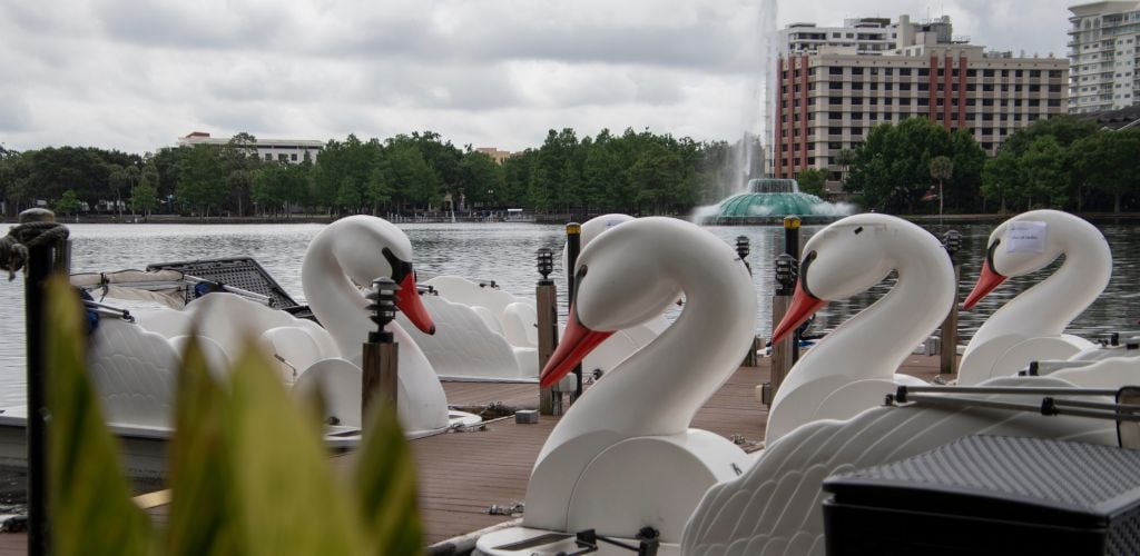Swan Boats are parked at Lake Eola and a fountain, green trees, and buildings on the background.
