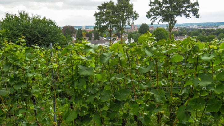 Vineyards in Maastricht, Netherlands