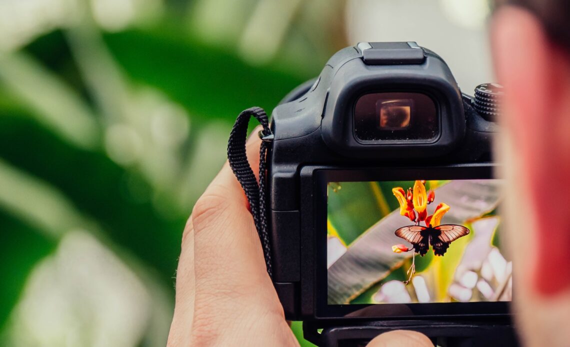 Photographing a butterfly (photo: Jamie Street)