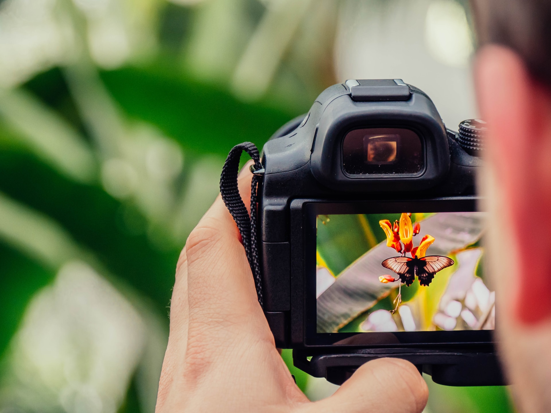 Photographing a butterfly (photo: Jamie Street)