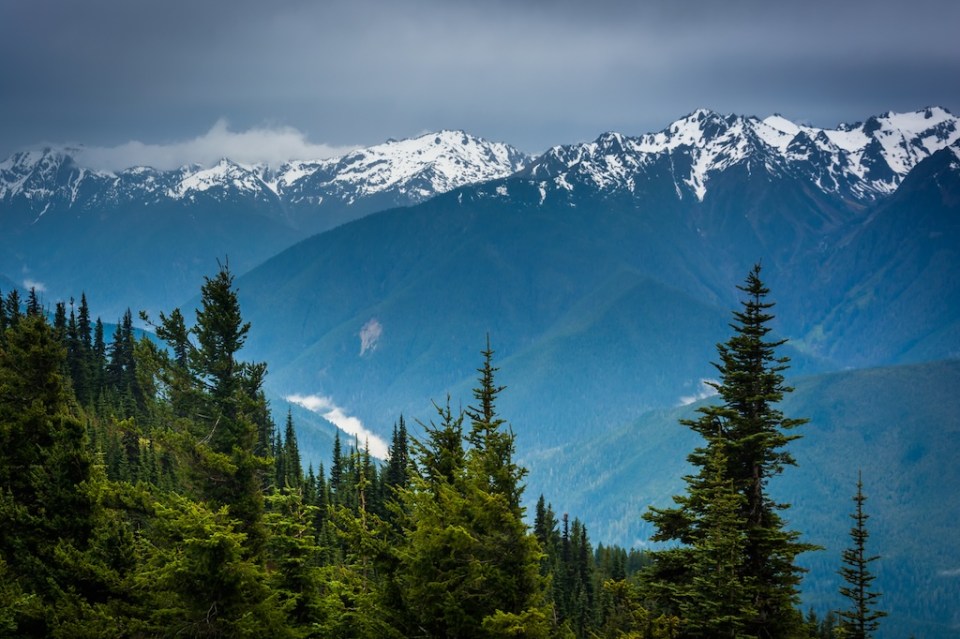 View of the snowy Olympic Mountains from Hurricane Ridge, in Olympic National Park, Washington.