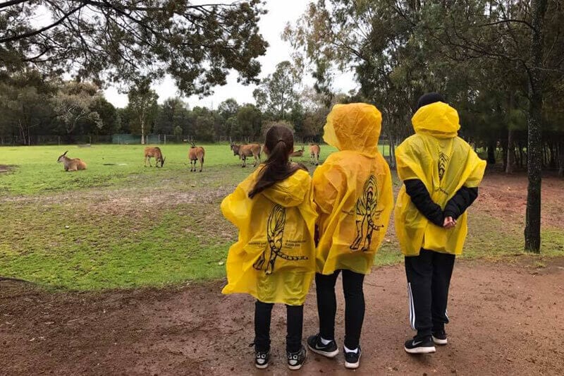 girls in yellow rain jackets looking at gnu at zoo