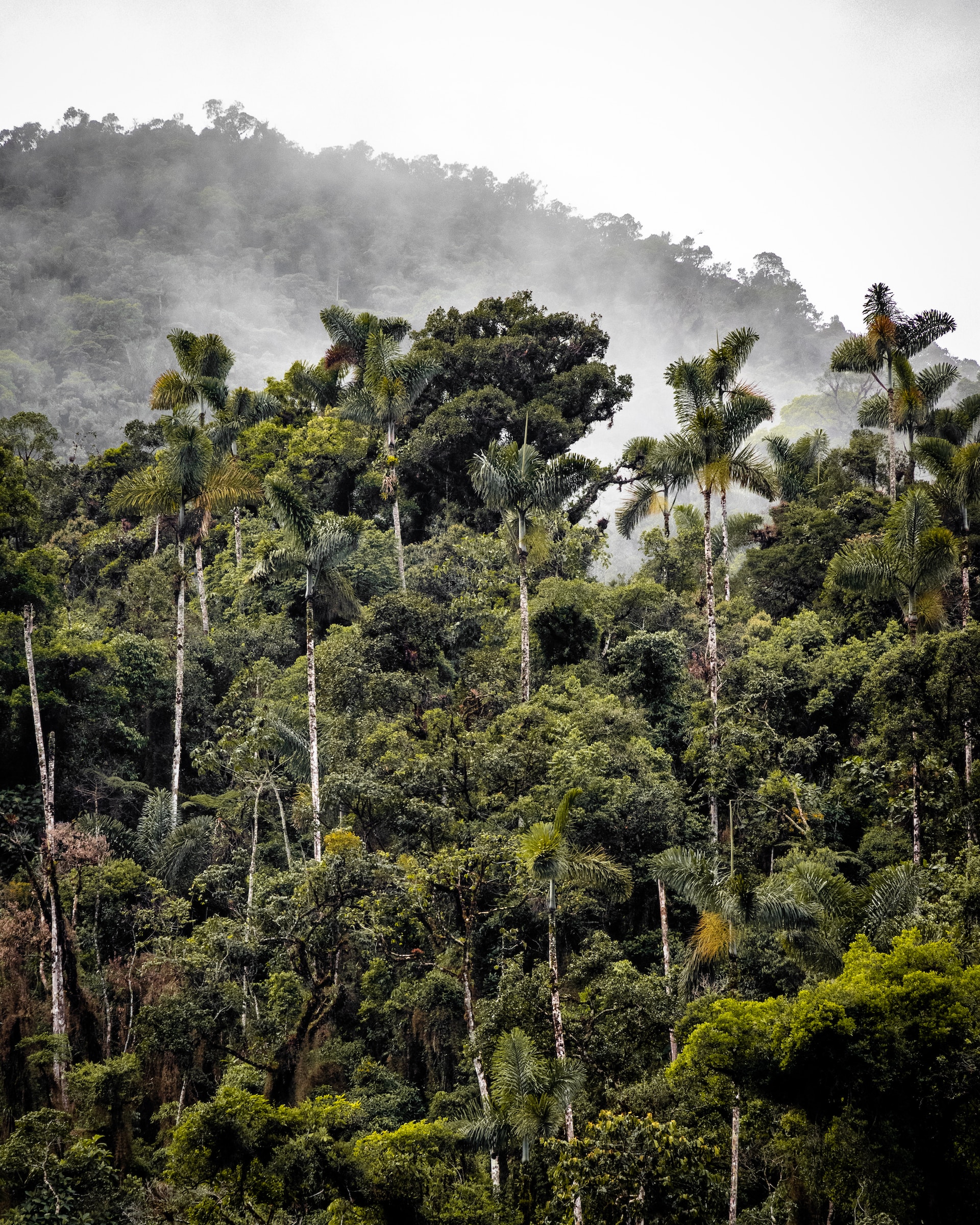 Amazon jungle, Peru (photo: Renting C)