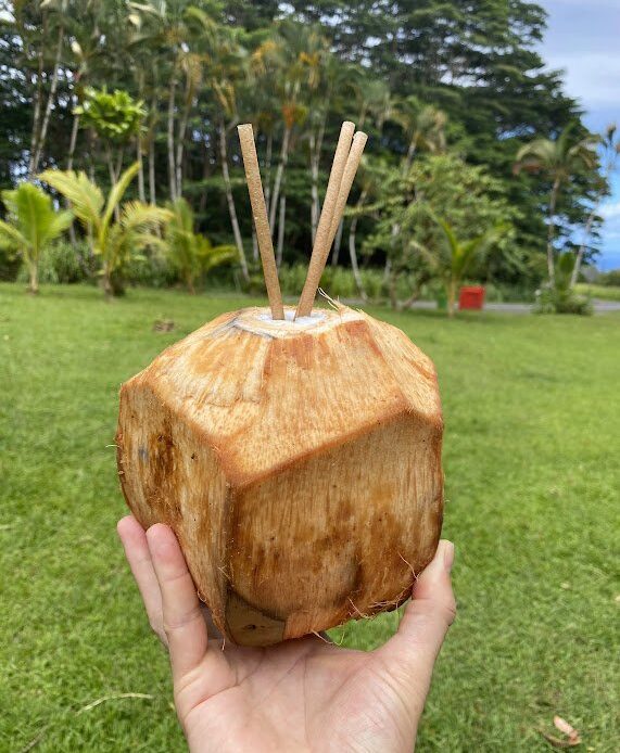 Freshly open coconut in an open grove.