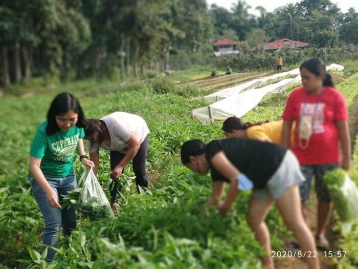 Bilar Vegetable Farm